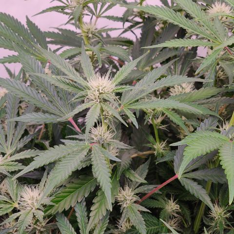 RB Purple Scoops growlog timeline photo