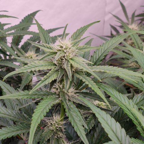 RB Purple Scoops growlog timeline photo