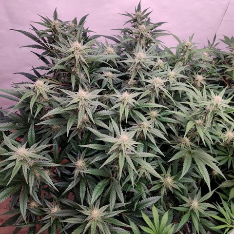RB Purple Scoops growlog timeline photo