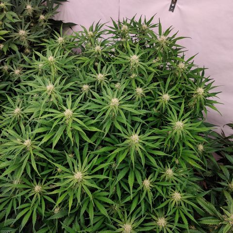 NO Margie growlog timeline photo