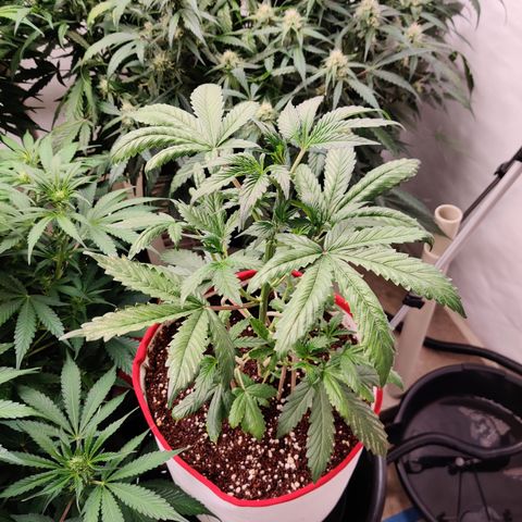 Meph 🍊 ⛽ growlog timeline photo