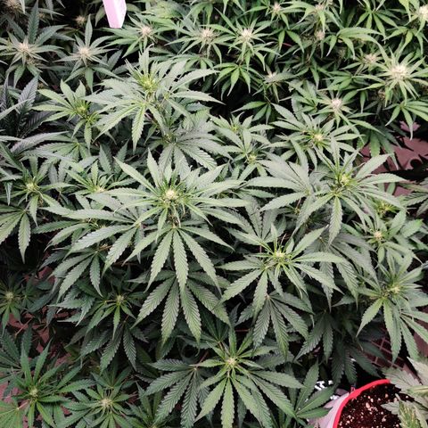 Bubby WC growlog timeline photo