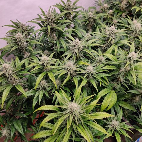 RB Purple Scoops growlog timeline photo
