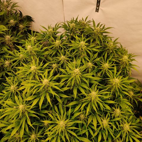 NO Margie growlog timeline photo