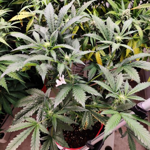 Meph 🍊 ⛽ growlog timeline photo