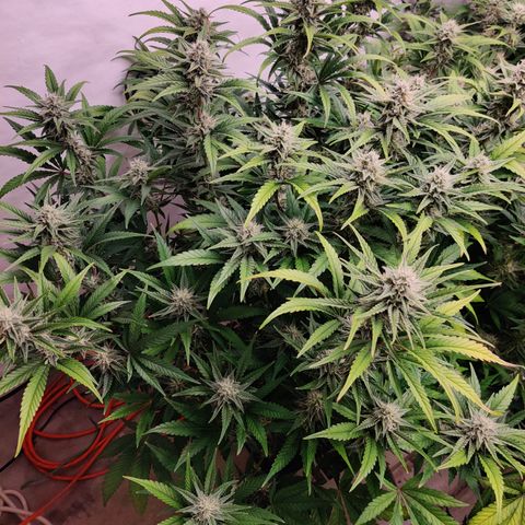 RB Purple Scoops growlog timeline photo
