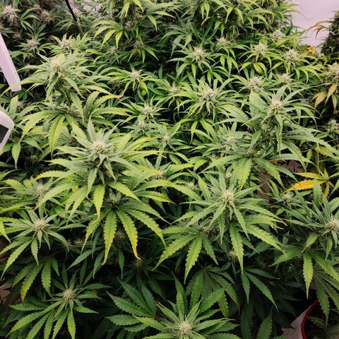 Bubby WC growlog timeline photo