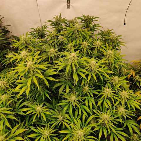 NO Margie growlog timeline photo