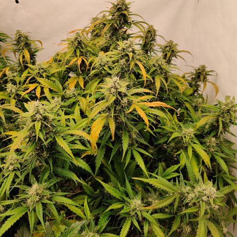 Sour D growlog timeline photo