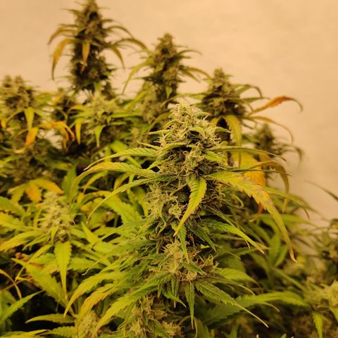 Sour D growlog timeline photo