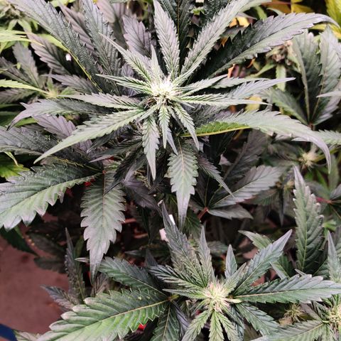 Meph 🍊 ⛽ growlog timeline photo