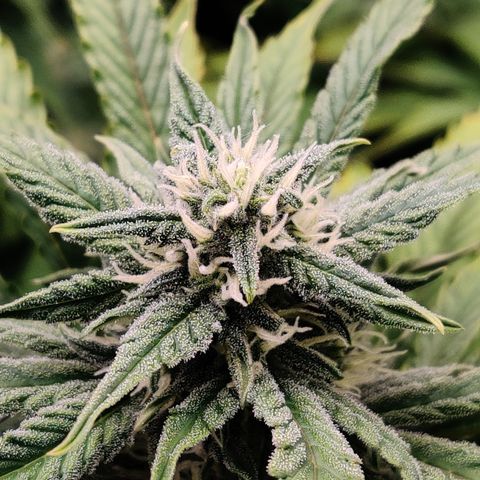 Bubby WC growlog timeline photo