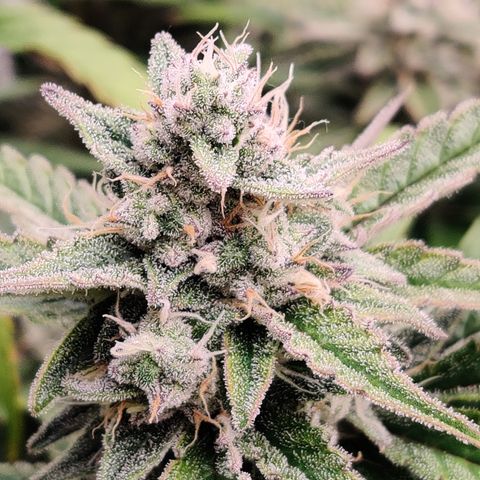 RB Purple Scoops growlog timeline photo