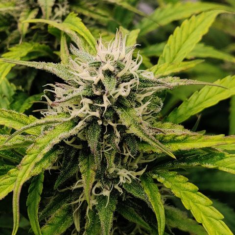 NO Margie growlog timeline photo