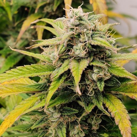 Sour D growlog timeline photo