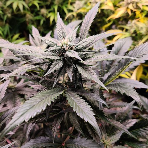 Meph 🍊 ⛽ growlog timeline photo