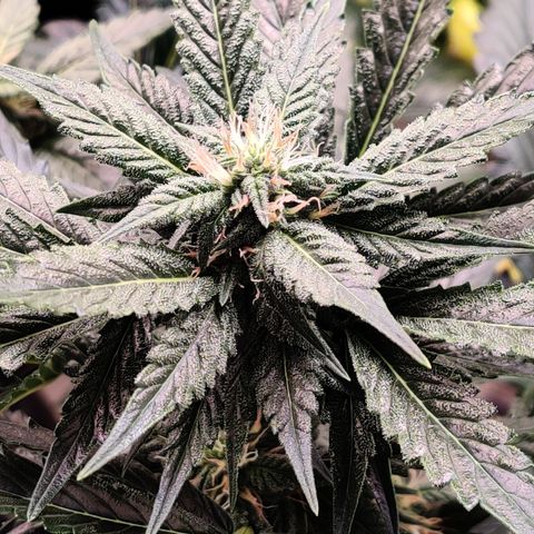 Meph 🍊 ⛽ growlog timeline photo