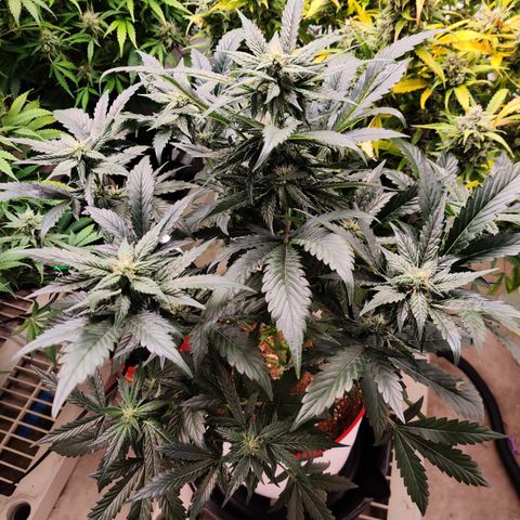 Meph 🍊 ⛽ growlog timeline photo