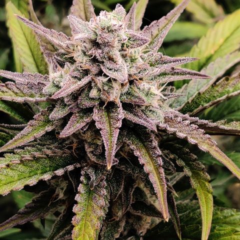 RB Purple Scoops growlog timeline photo