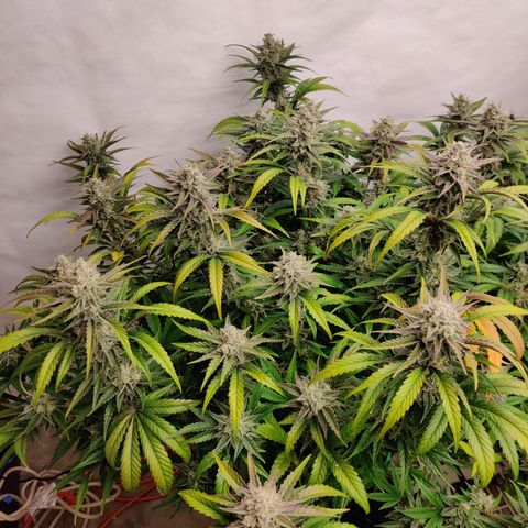 RB Purple Scoops growlog timeline photo