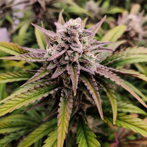 RB Purple Scoops growlog timeline photo