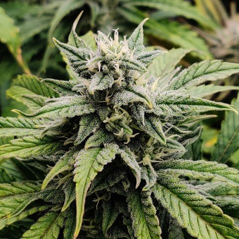 Bubby WC growlog timeline photo