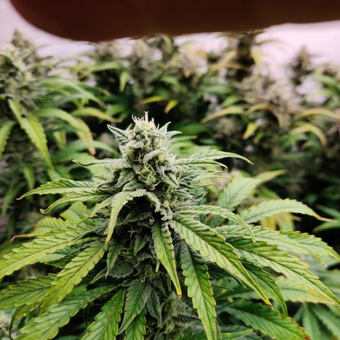 Bubby WC growlog timeline photo