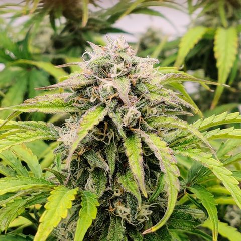 NO Margie growlog timeline photo
