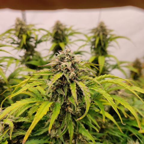 NO Margie growlog timeline photo
