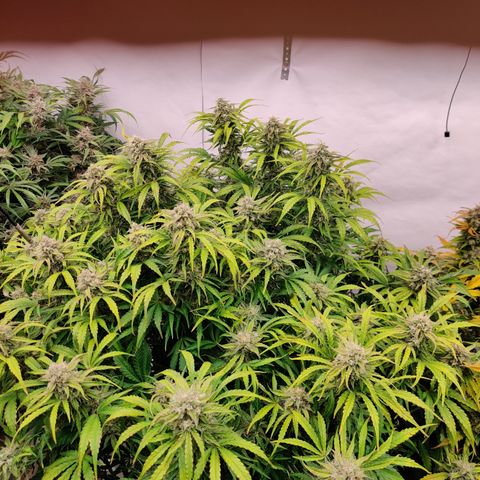 NO Margie growlog timeline photo