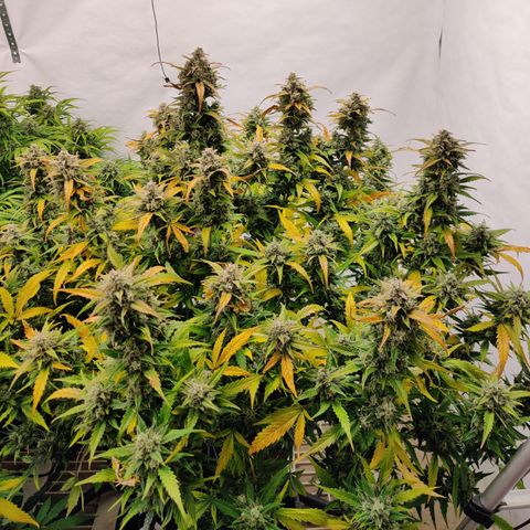 Sour D growlog timeline photo