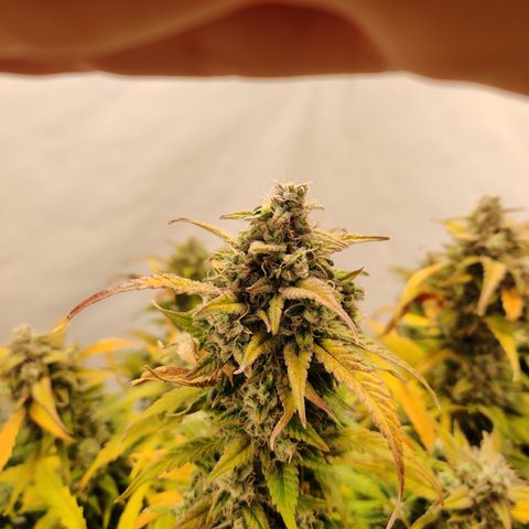 Sour D growlog timeline photo
