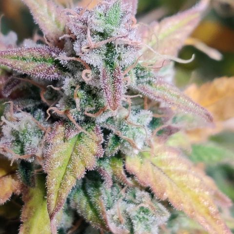 Sour D growlog timeline photo