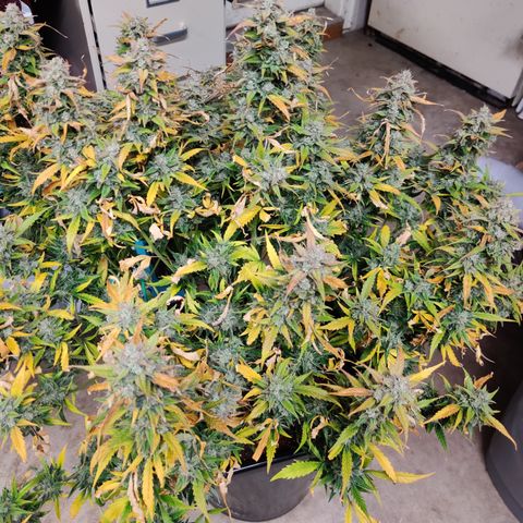 Sour D growlog timeline photo