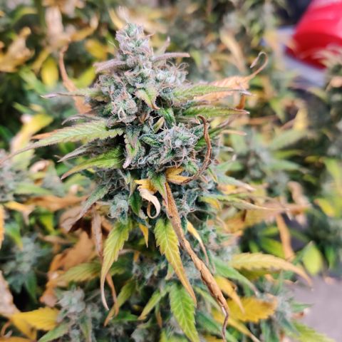Sour D growlog timeline photo