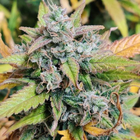 Sour D growlog timeline photo
