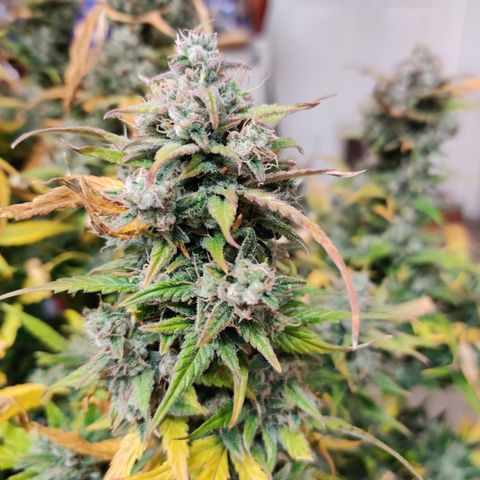 Sour D growlog timeline photo
