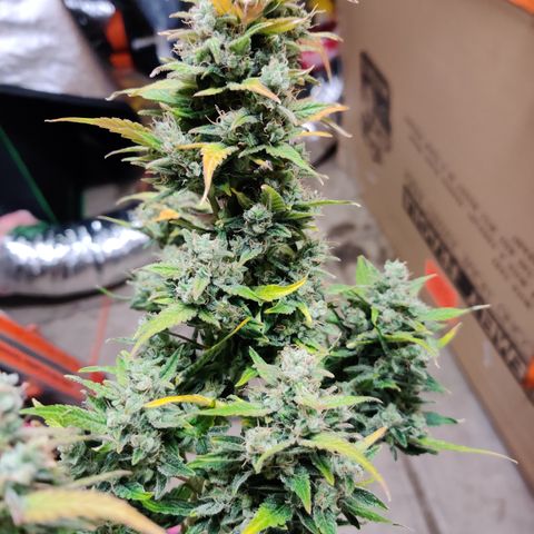 Sour D growlog timeline photo