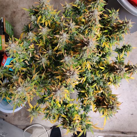Sour D growlog timeline photo