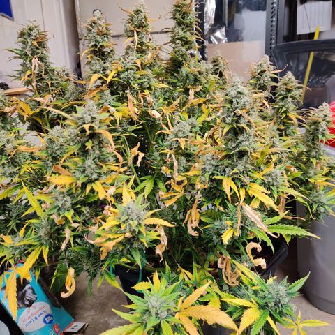 Sour D growlog timeline photo