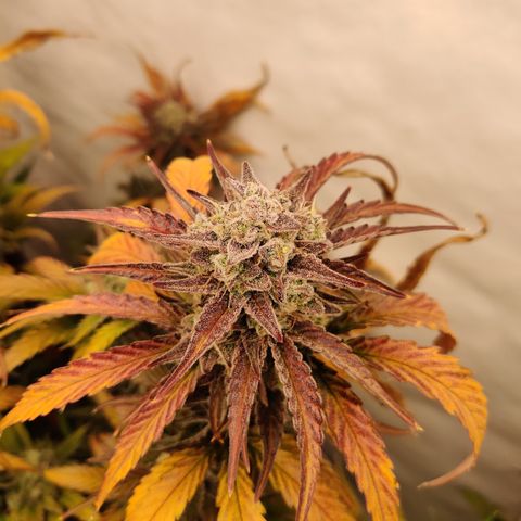 RB Purple Scoops growlog timeline photo
