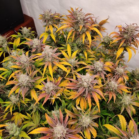 RB Purple Scoops growlog timeline photo