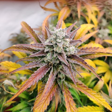 RB Purple Scoops growlog timeline photo