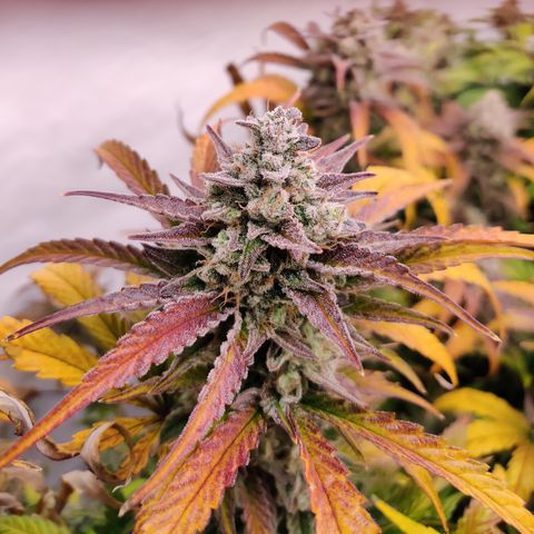 RB Purple Scoops growlog timeline photo