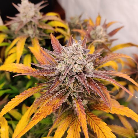 RB Purple Scoops growlog timeline photo