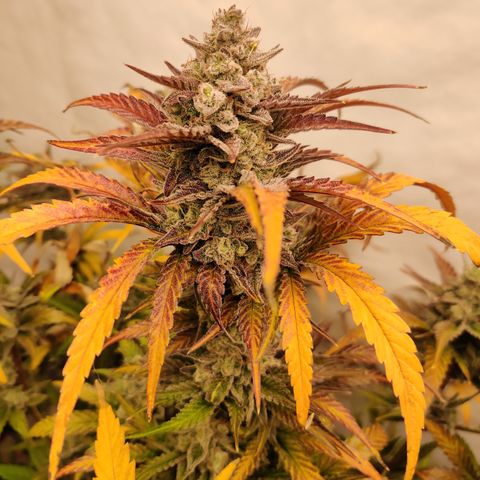 RB Purple Scoops growlog timeline photo