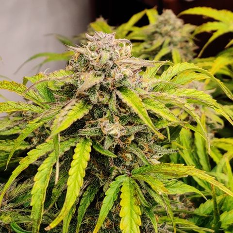 NO Margie growlog timeline photo