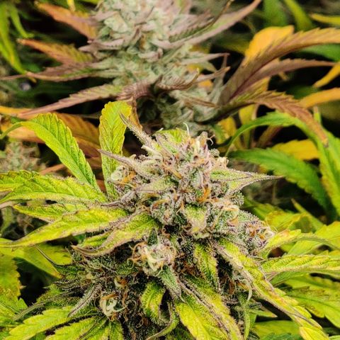 NO Margie growlog timeline photo