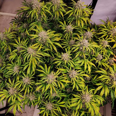 NO Margie growlog timeline photo