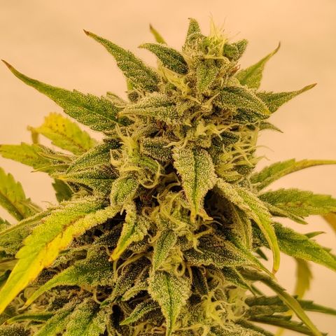 Bubby WC growlog timeline photo